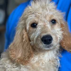 Labradoodle Puppy Jasper