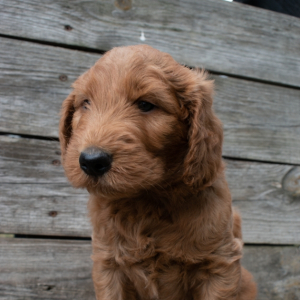 Goldendoodle Puppy Kaiser