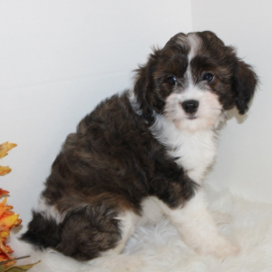 Cavapoo Puppy Layla