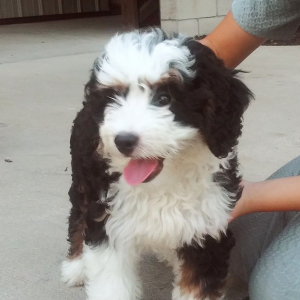 Bernedoodle Puppy Lily
