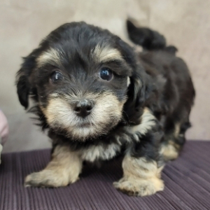 Havanese Puppy Blondie