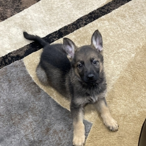 German Shepherd Dog Puppy Simba