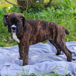 Boxer Puppy Jasmine