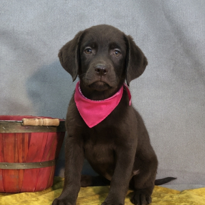 Labrador Retriever Puppy Mandy