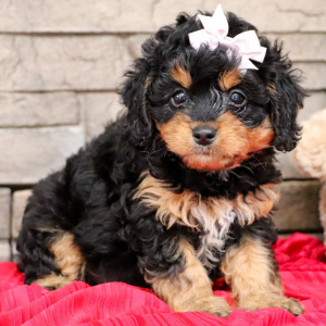 Bernedoodle Puppy Stella