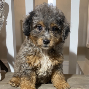 Bernedoodle Puppy Birdie