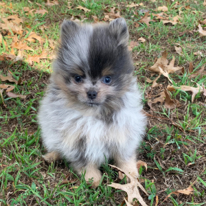 Pomeranian Puppy Jeremiah