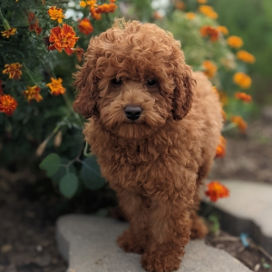 Poodle Puppy Perri