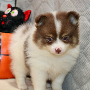Pomeranian Puppy Dominic