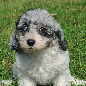 Poodle Puppy Elsa