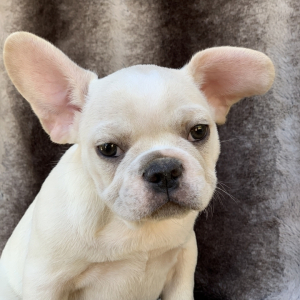 French Bulldog Puppy Fritz