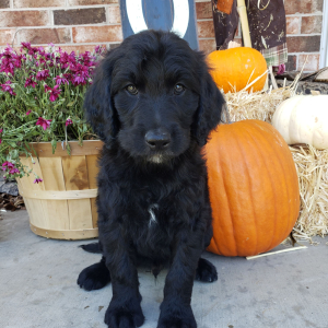 Goldendoodle Puppy Chief