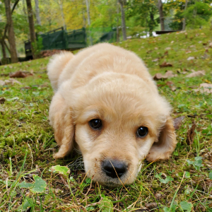 Golden Retriever Puppy Charlie