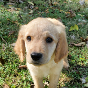Golden Retriever Puppy Charlie