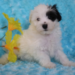 Maltipoo Puppy Rolo