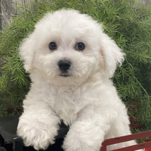 Bichon Frise Puppy Brandt