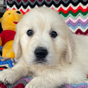 Golden Retriever Puppy Dana
