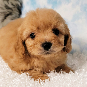 Cavapoo Puppy Jack
