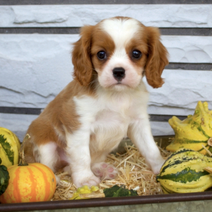 Cavalier King Charles Spaniel Puppy Ryker