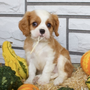 Cavalier King Charles Spaniel Puppy Ryker
