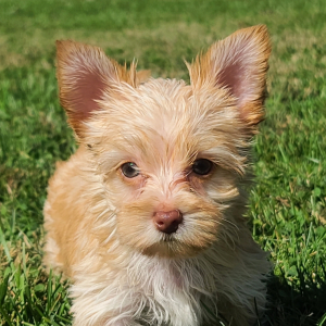 Yorkshire Terrier Puppy Nugget