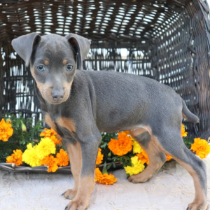 Miniature Pinscher Puppy Joy
