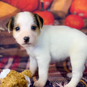 Jack Russell Terrier Puppy Sarah