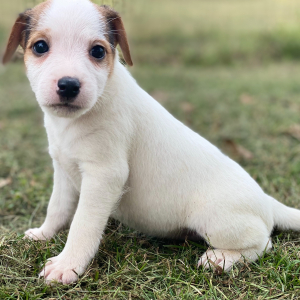 Jack Russell Terrier Puppy Sarah