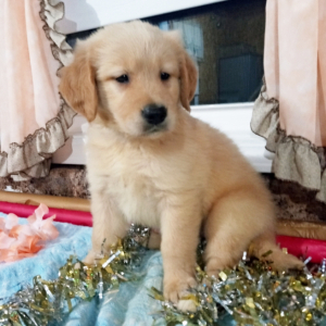 Golden Retriever Puppy Cookie IV