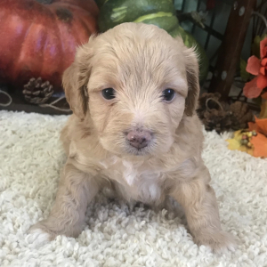 Aussiedoodle Puppy Tyson