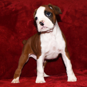 Boxer Puppy Dennis