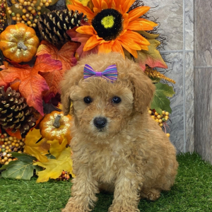 Poodle Puppy Jade