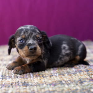 Dachshund Puppy Tiny