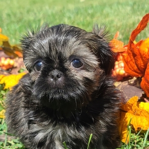 Shih Tzu Puppy Diesel