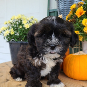 Shorkie Puppy Tyler