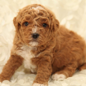 Cavapoo Puppy Pirate