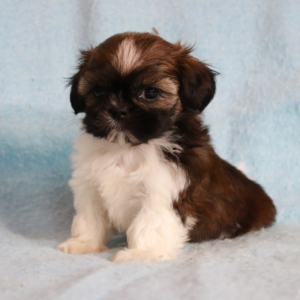 Shih Tzu Puppy Betsy
