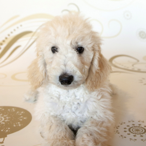 Poodle Puppy Dax