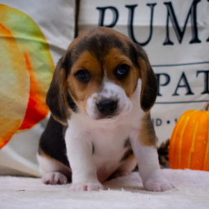 Beagle Puppy Harley