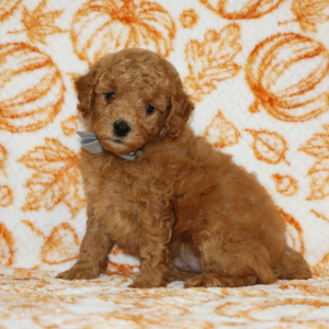 Poodle Puppy Bozo