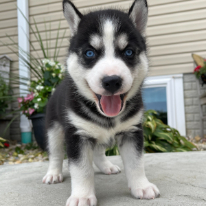Siberian Husky Puppy Rex