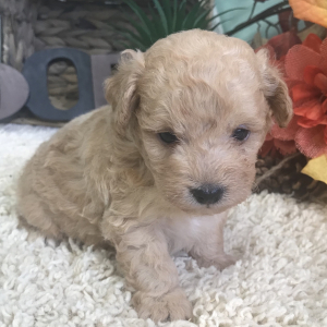 Aussiedoodle Puppy Cash