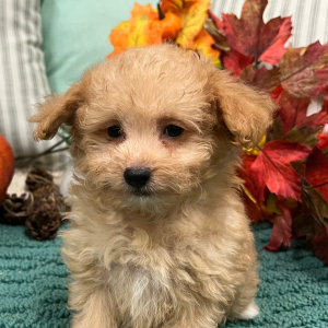 Aussiedoodle Puppy Cash