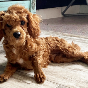 Cavapoo Puppy Lazer