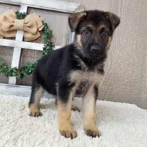 German Shepherd Dog Puppy Ziva