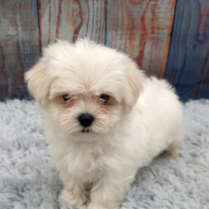 Maltese Puppy Snuggles