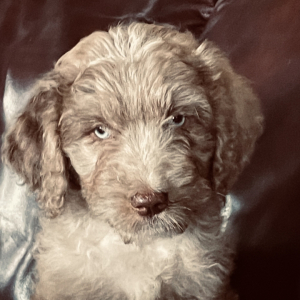 Aussiedoodle Puppy McKenzi
