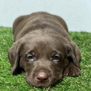 Labrador Retriever Puppy Owen