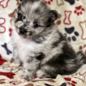 Pomeranian Puppy Tucker