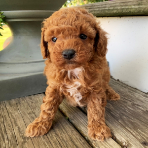 Poodle Puppy Nala